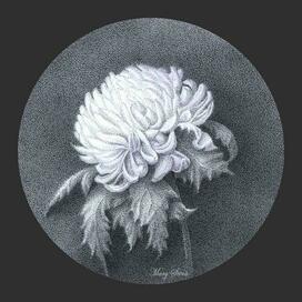 Хризантема