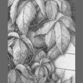 Девичий виноград