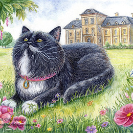 Кот и замок