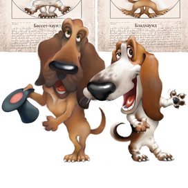 Бассет-хаунд