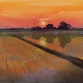 Закат в рисовом поле