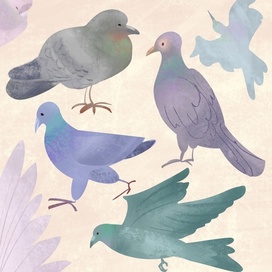 Иллюстрация «Голубь» 