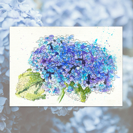 Гортензия скетчинг