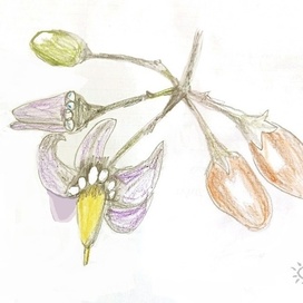 Цветок ядовитого паслена