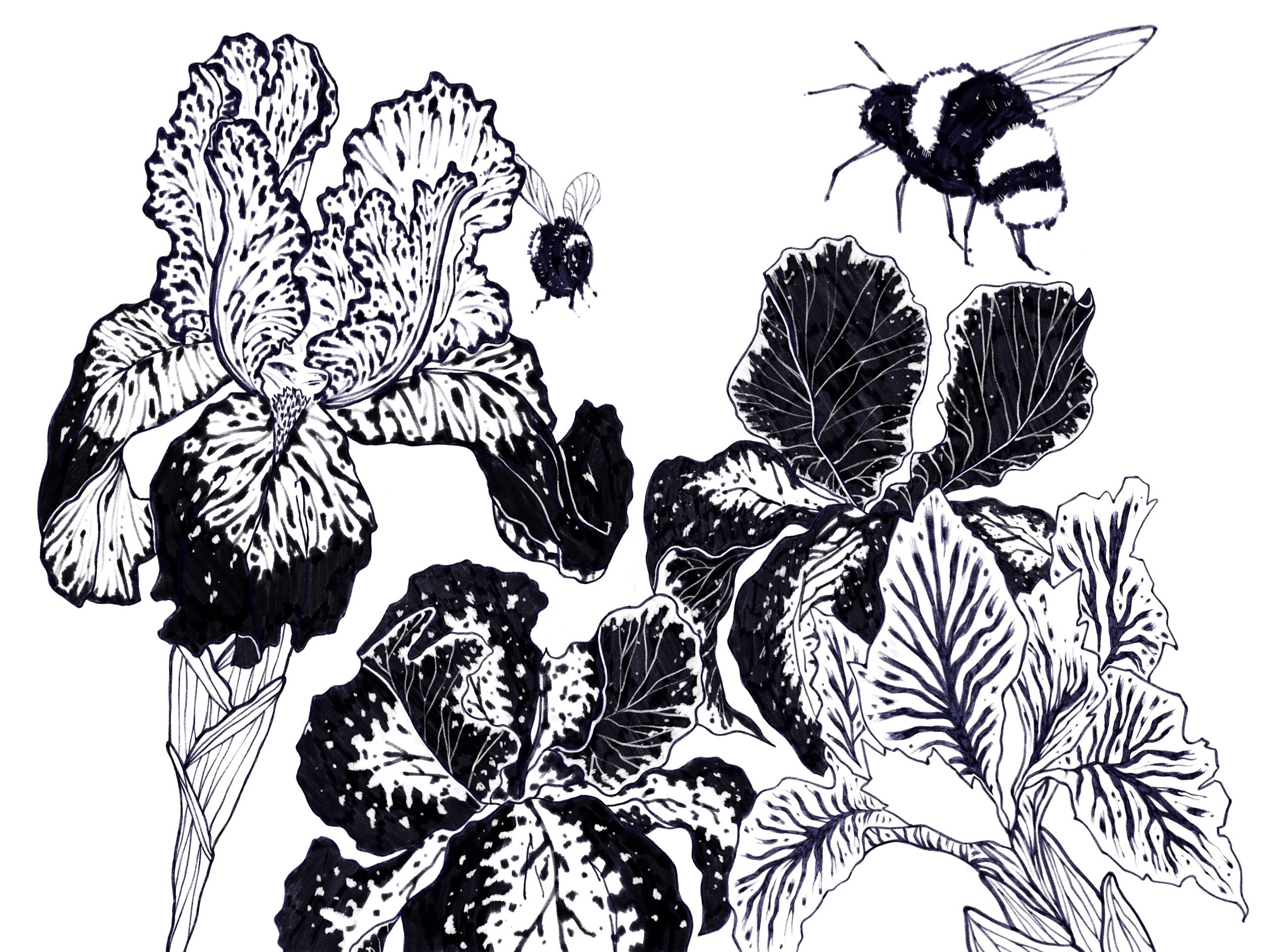 ботаническая иллюстрация #1