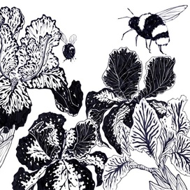 ботаническая иллюстрация #1 