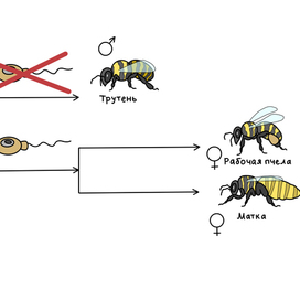 Иллюстрация для учебника по биологии