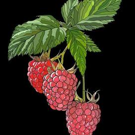 Raspberry Branch