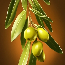 Оливки