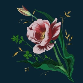 Раскрывшийся тюльпан