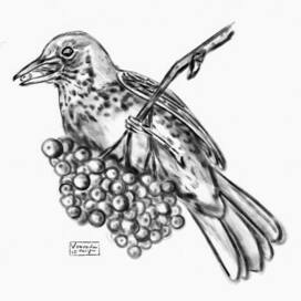Скетч Дрозда-рябинника