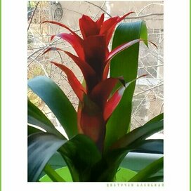 ЦВЕТОЧЕК АЛЕНЬКАЙ