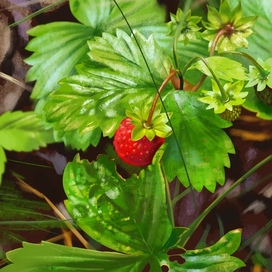 Иллюстрация После дождя