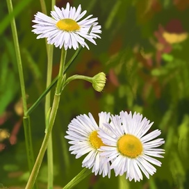 Иллюстрация - Нежные маргаритки