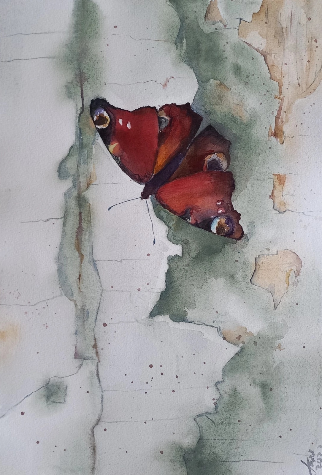 Павлиний глаз