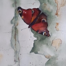 Павлиний глаз