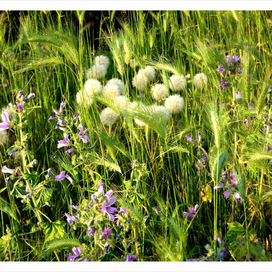 СКРОМНОЕ ОБАЯНИЕ ЛЕТА