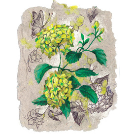 Гортензия. ботаническая иллюстрация