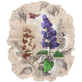 Сирень. Ботаническая иллюстрация.