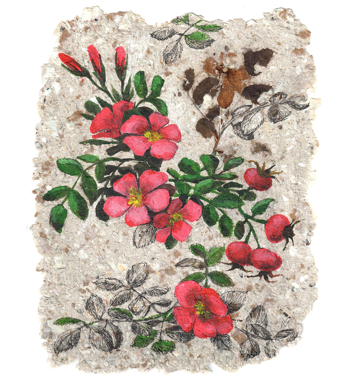 Шиповник. Ботаническая иллюстрация.