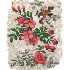 Шиповник. Ботаническая иллюстрация.