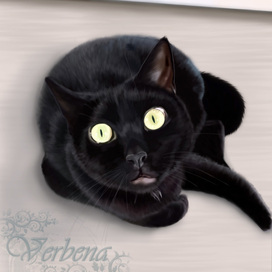 Черный котик