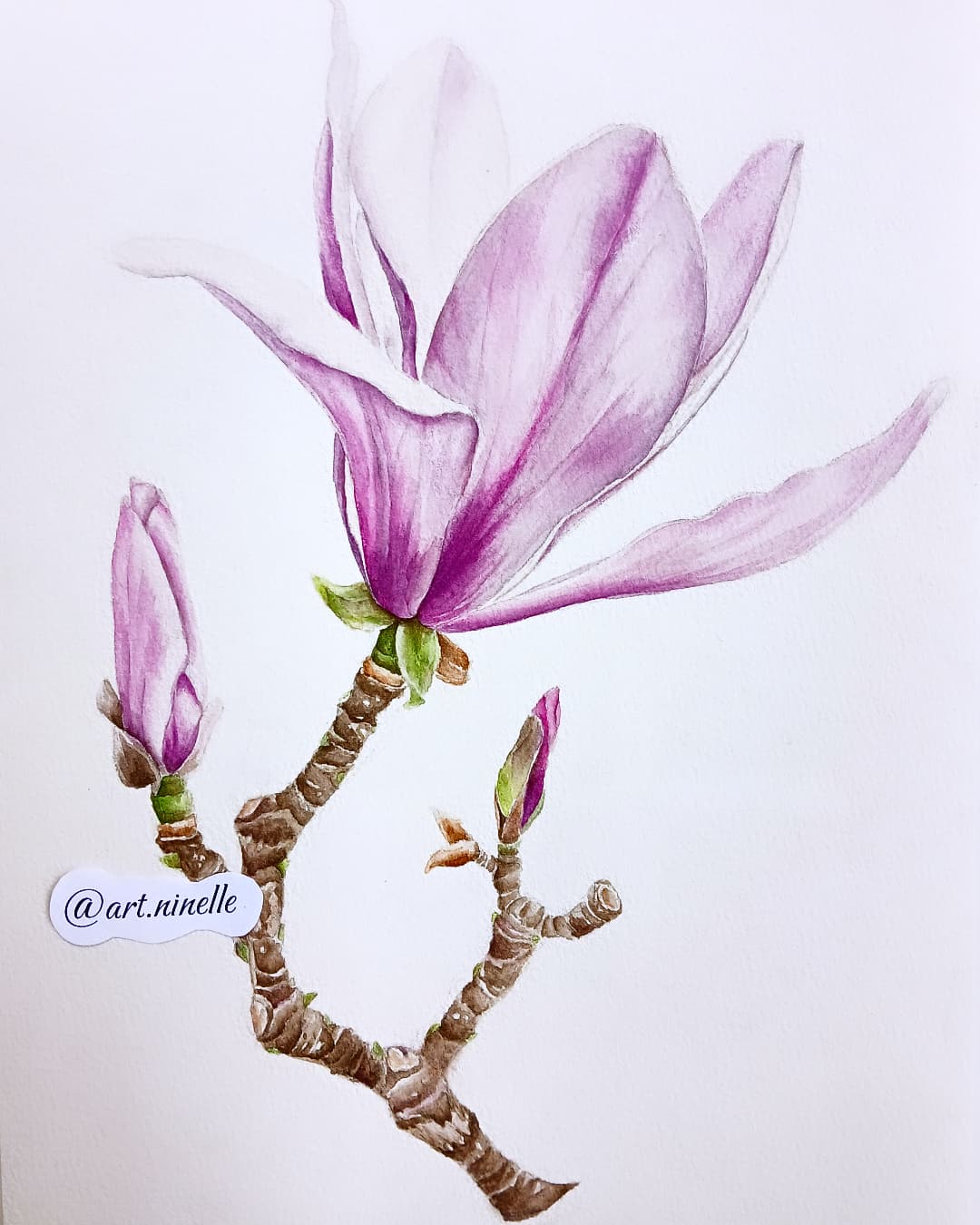 Магнолия Ботаника Акварель Рисунок Иллюстрация art.ninelle