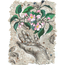 яблоня. Ботаническая иллюстрация