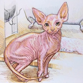 "Розовое чудо"