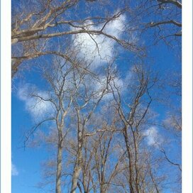 ТОРЖЕСТВЕННЫЙ ХОРАЛ