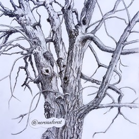 Нерейский лес Фэнтези Сказка Дерево Открытка art.ninelle