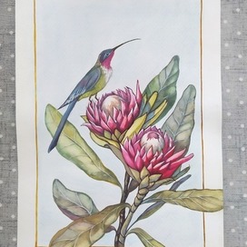 Колибри и протея