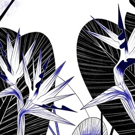 ботаническая иллюстрация  #2