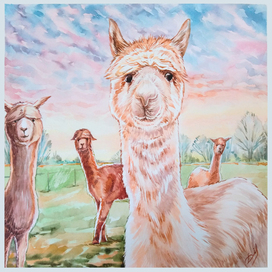 "Ламы на закате"