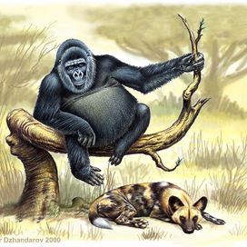 Африканские земляки