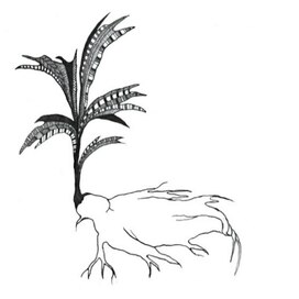 Мандрагора