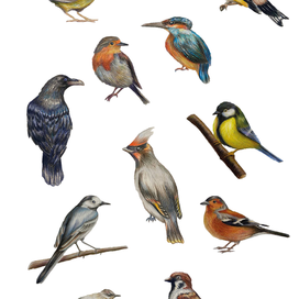 Пернатый проект