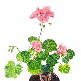 Pelargonium 