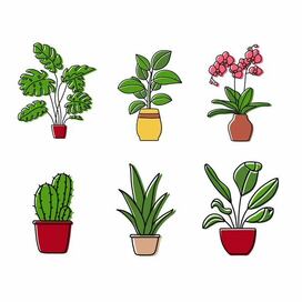 Иллюстрации комнатных растений. Векторная картинка