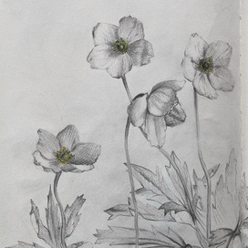 Лесные анемоны