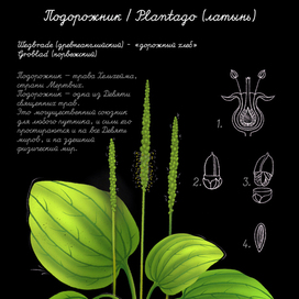 Ботаническая иллюстрация