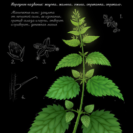 Ботаническая иллюстрация