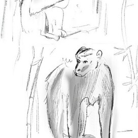 Макаки в парке Чзан ЦзяЦзе. 