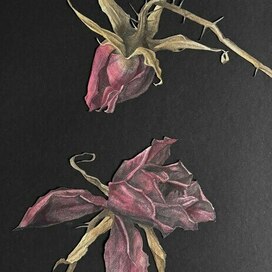 Бутоны розы