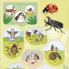 Книга с окошками про насекомых. Жуки