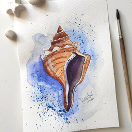 Скетч ракушка