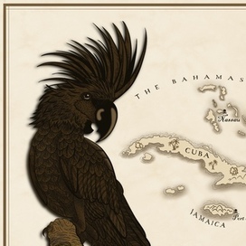 Пиратский Попугай 