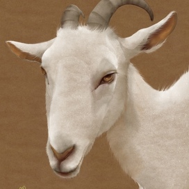 Без названия