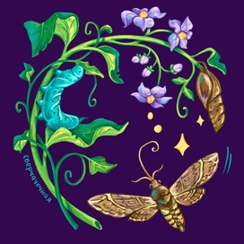 Метаморфоза гусеницы бражника