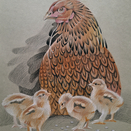 Квочка с цыплятками